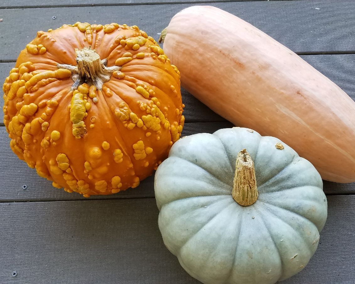 10 Seeds, Heirloom JARRAHDALE Pumpkin Seeds E170.2, Winter Squash Long Keeper