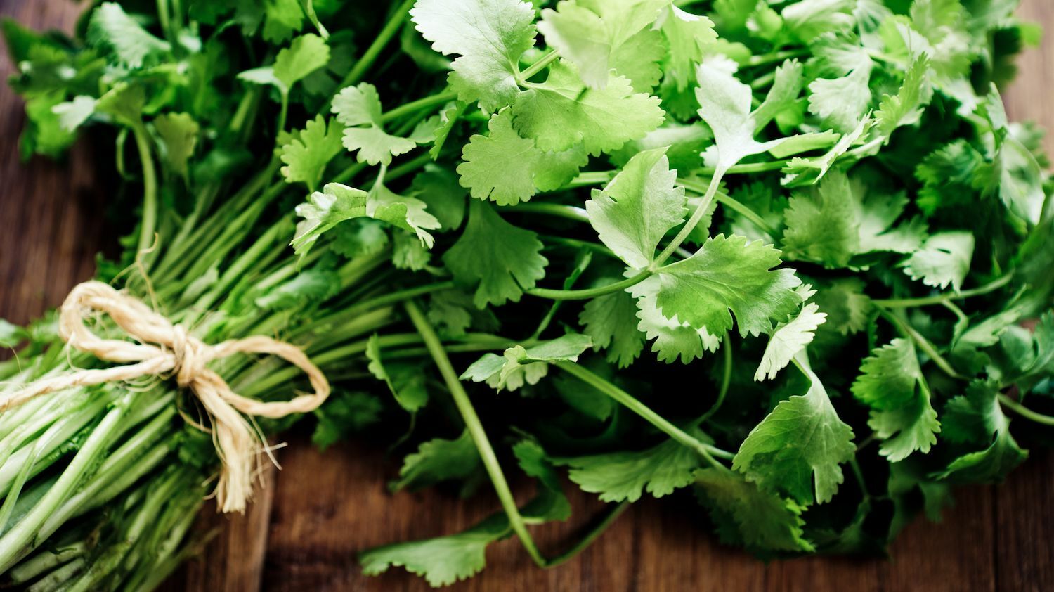Cilantro 8 oz