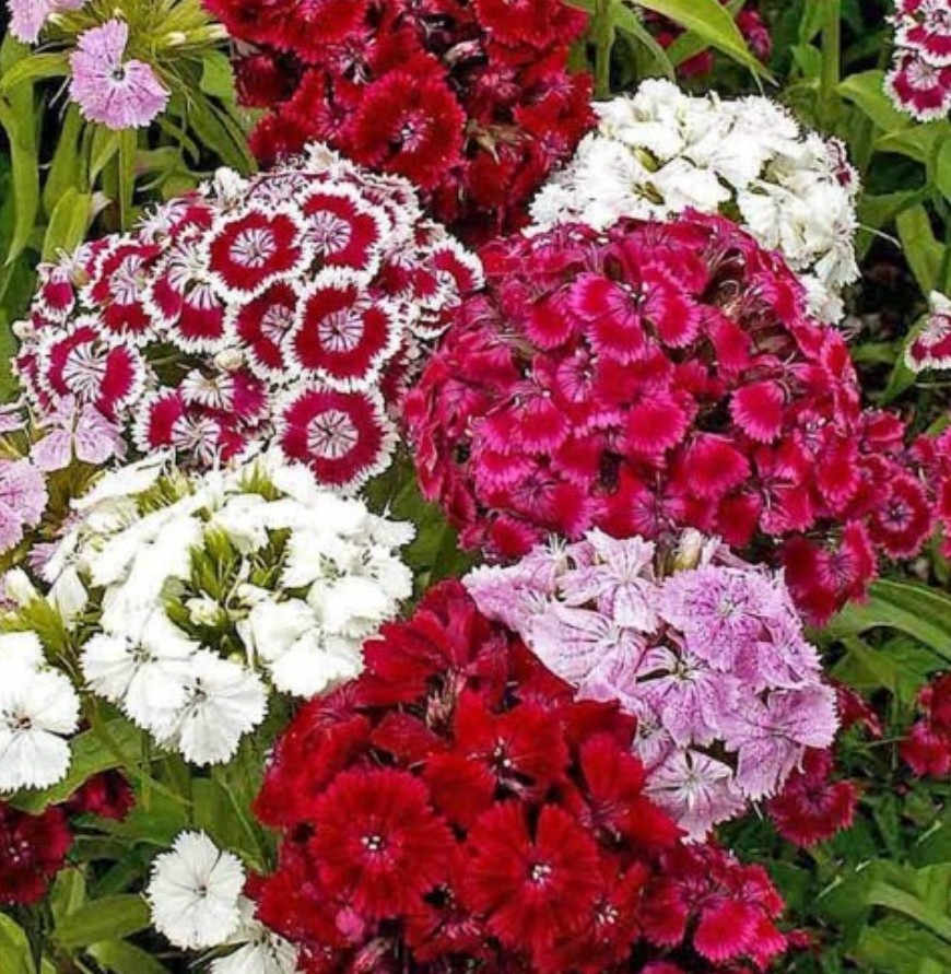 400+ Sweet Williams Seeds **Fresh Seeds** ~~Free Shipping ~~