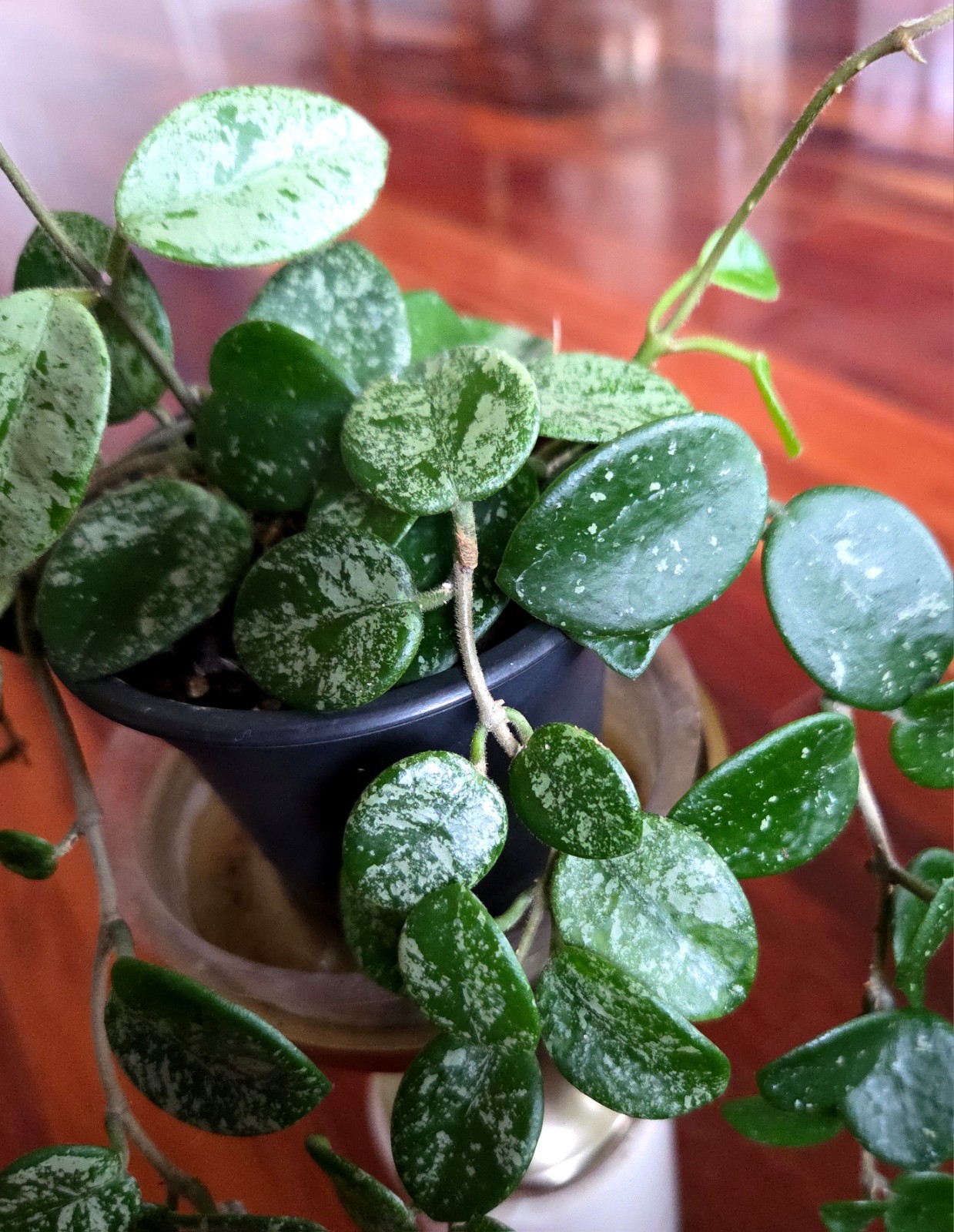RARE Hoya Splashy Carnosa X Serpens 11″ Long No Monstera Philodendron Anthurium