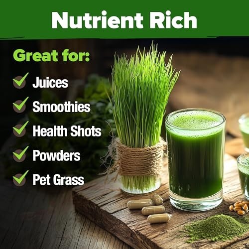 12,000+ Wheatgrass Seeds Bulk Pack – Heirloom Hard Red Winter for Juicing & Micr