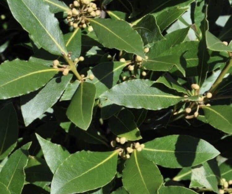 Bay Laurel Tree Ten Stem Cuttings For Propagation Culinary Plant Bay Leaf