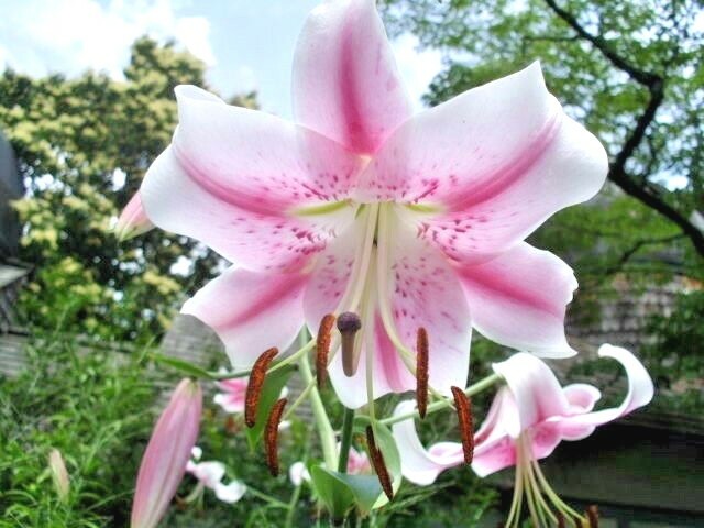 25 PINK FORMOSA LILY SEEDS – Lilium formosanum – giant 5 – 6 foot tall