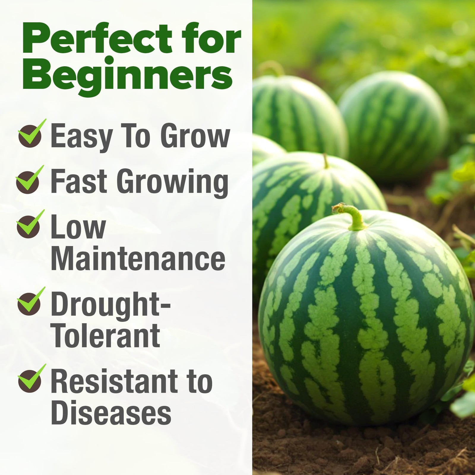 Organic Watermelon Seeds Non-GMO Heirloom for Home Gardens – Citrullus lanatus