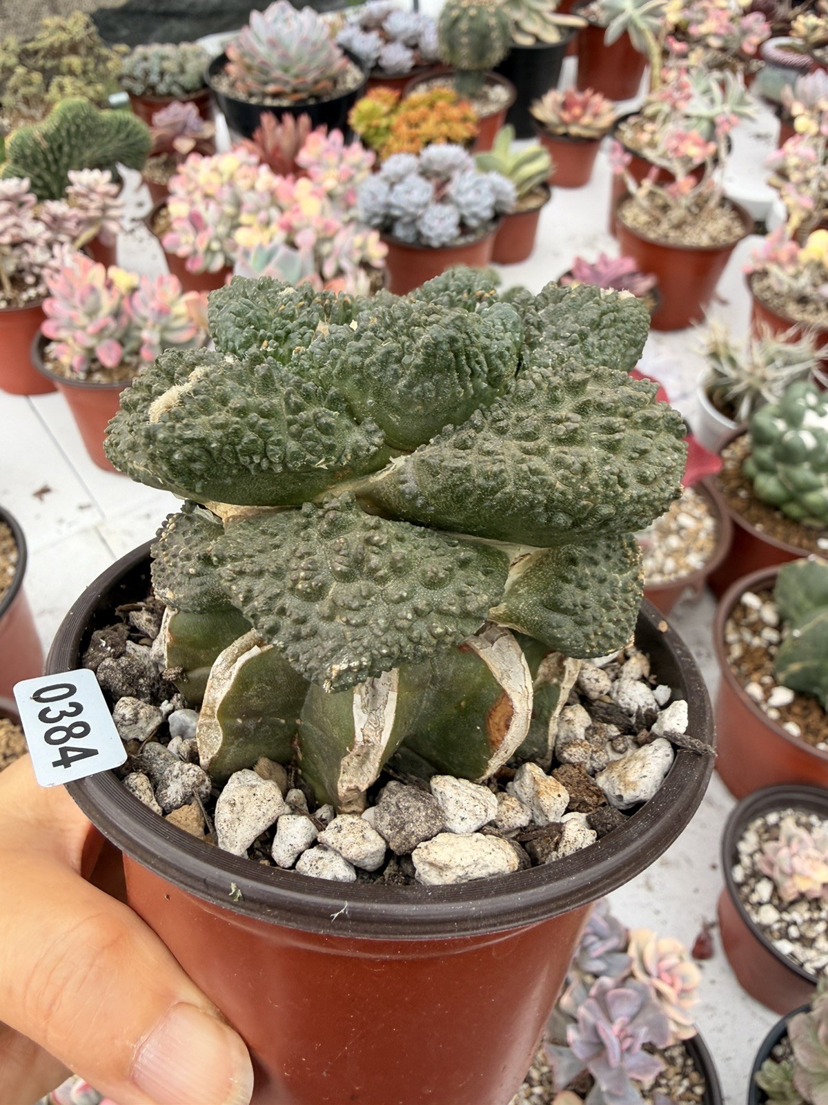 Rare Cactus Grafted