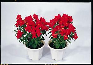 Snapdragon Floral Showers Scarlet 1,000 seeds