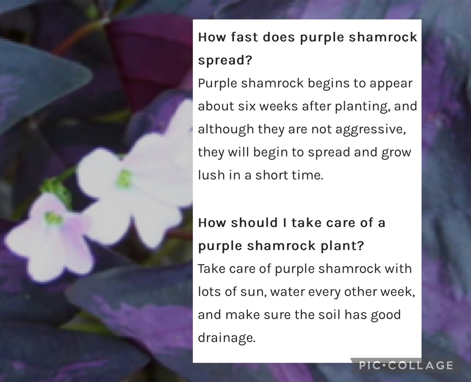 👒 10 Purple Shamrock~Oxalis Triangularis~Bulbs~Striking Colors~Lovely~Blooms