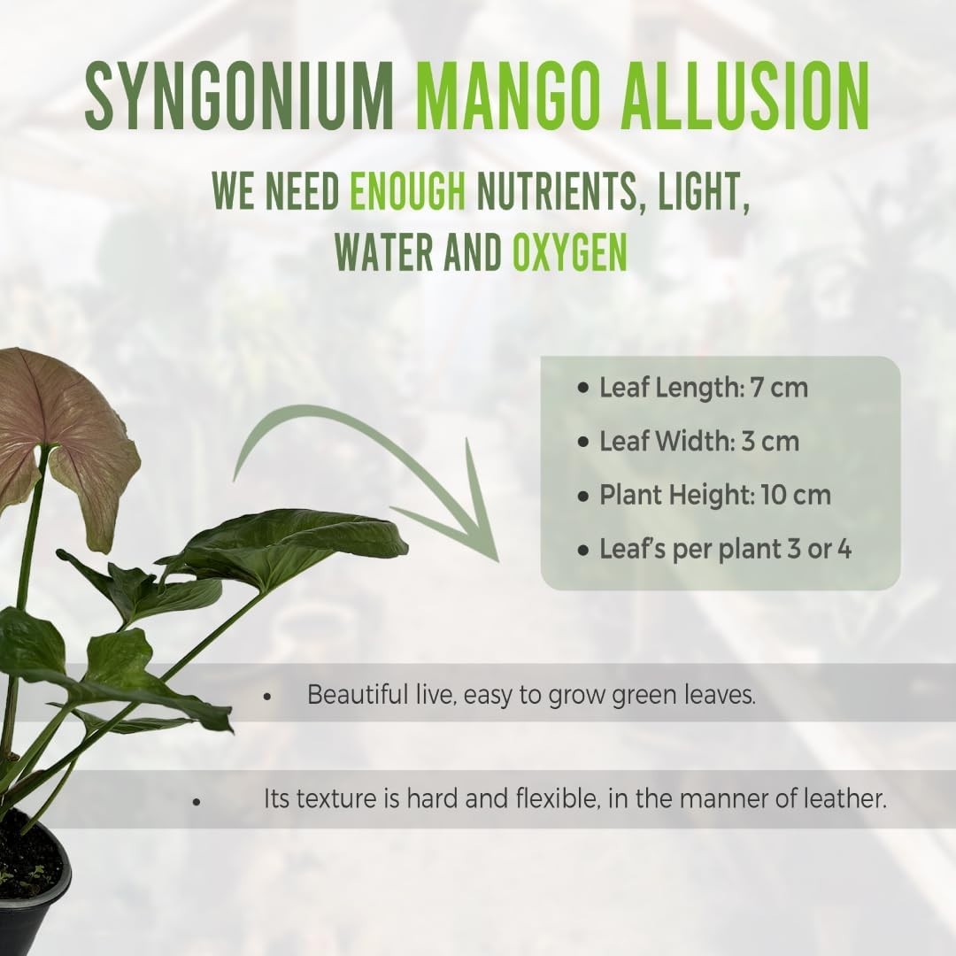 Syngonium Mango Allusion (Pack of 2) by LEAL PLANTS ECUADOR Live Indoor Plant