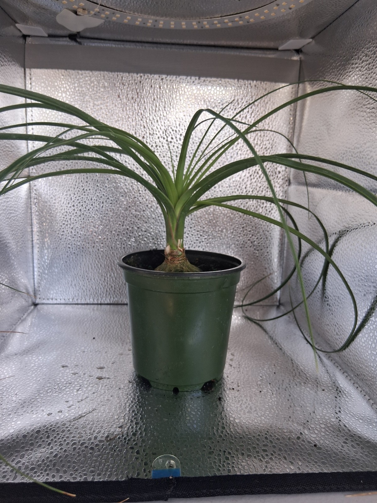 Ponytail Palm 4 Inch