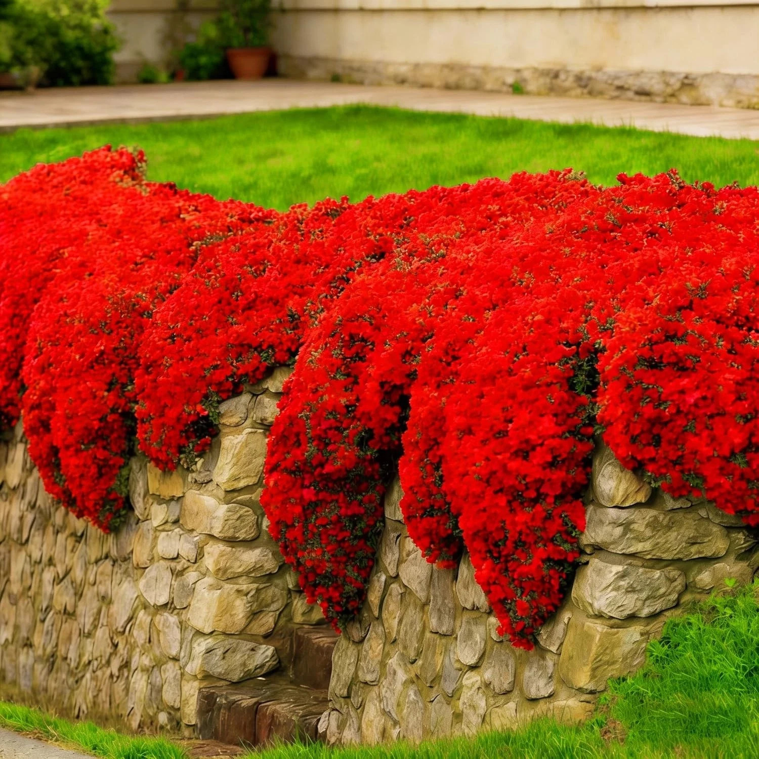 20000+ Red Creeping Thyme Seeds Ground Cover Plant Seeds Perennial- Non-GMO Heir