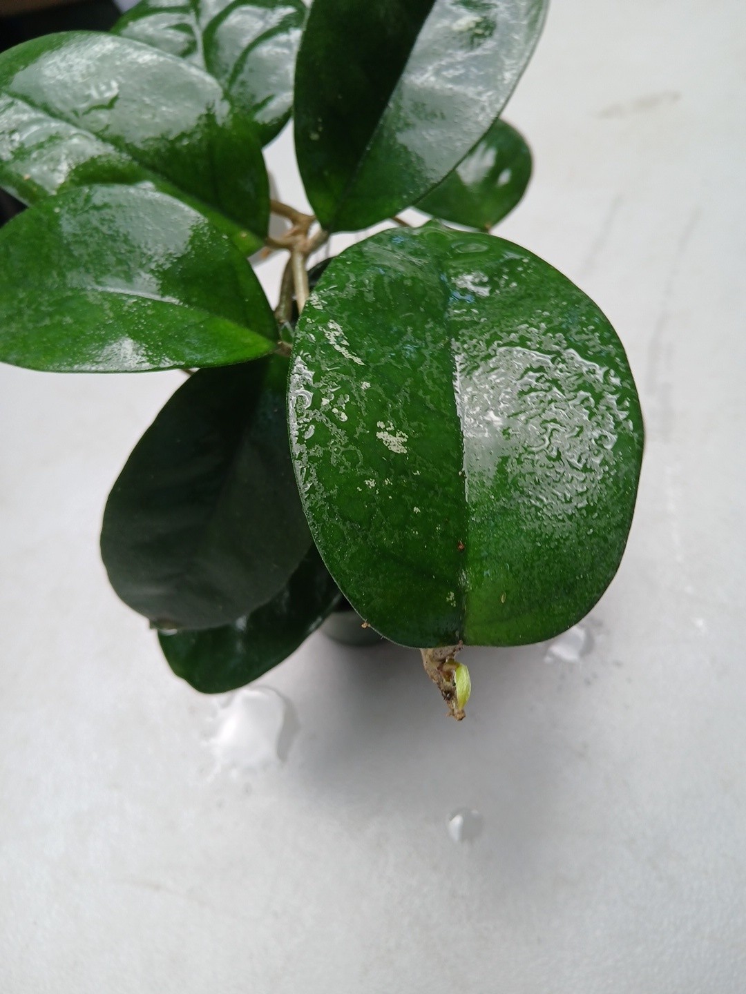 #379- HOYA FUNGI I LIVE PLANT, LARGE LEAF, LARGE PLANT,