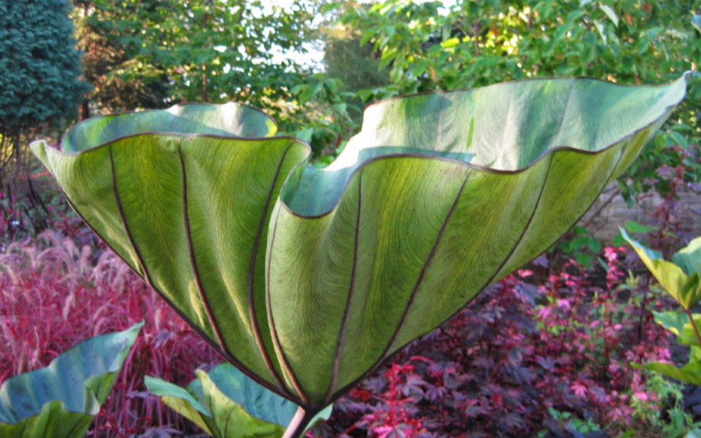 Tea Cup Colocasia Live Plant – 4-6 Inches Tall – Ship No Pot – Tropical Plant
