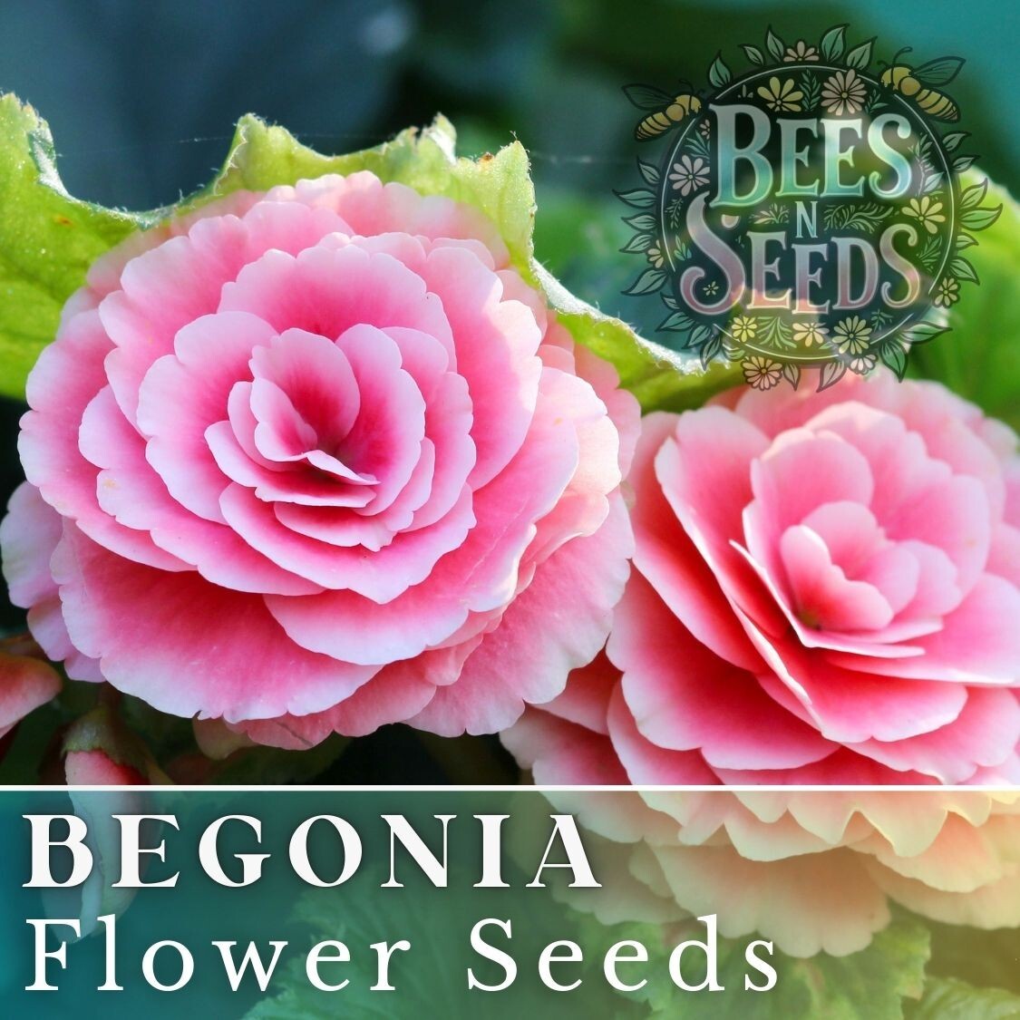 Pink Charm Begonia Seeds 45 or 125 Seeds Flower, Flower Seeds