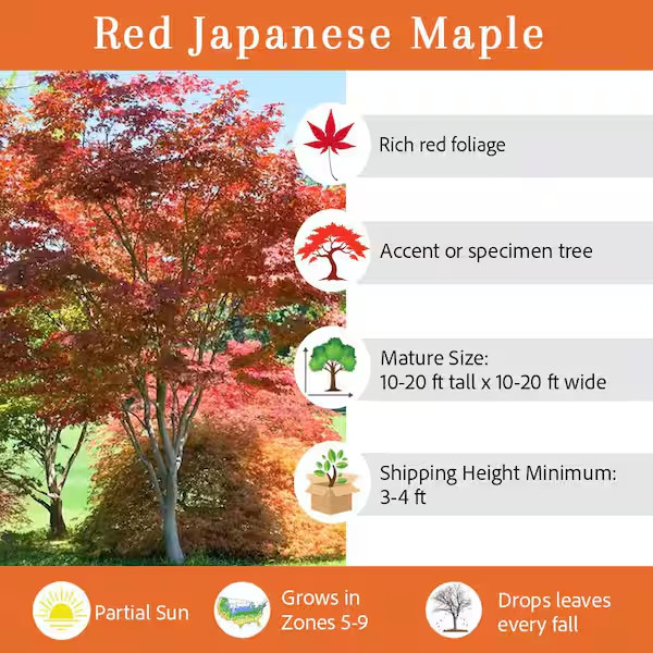 #3 Pot Bloodgood Red Japanese Maple Tree