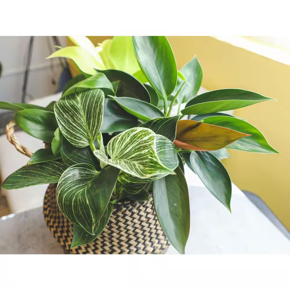 4.25 In. Philodendron Assortment (4-Pack)