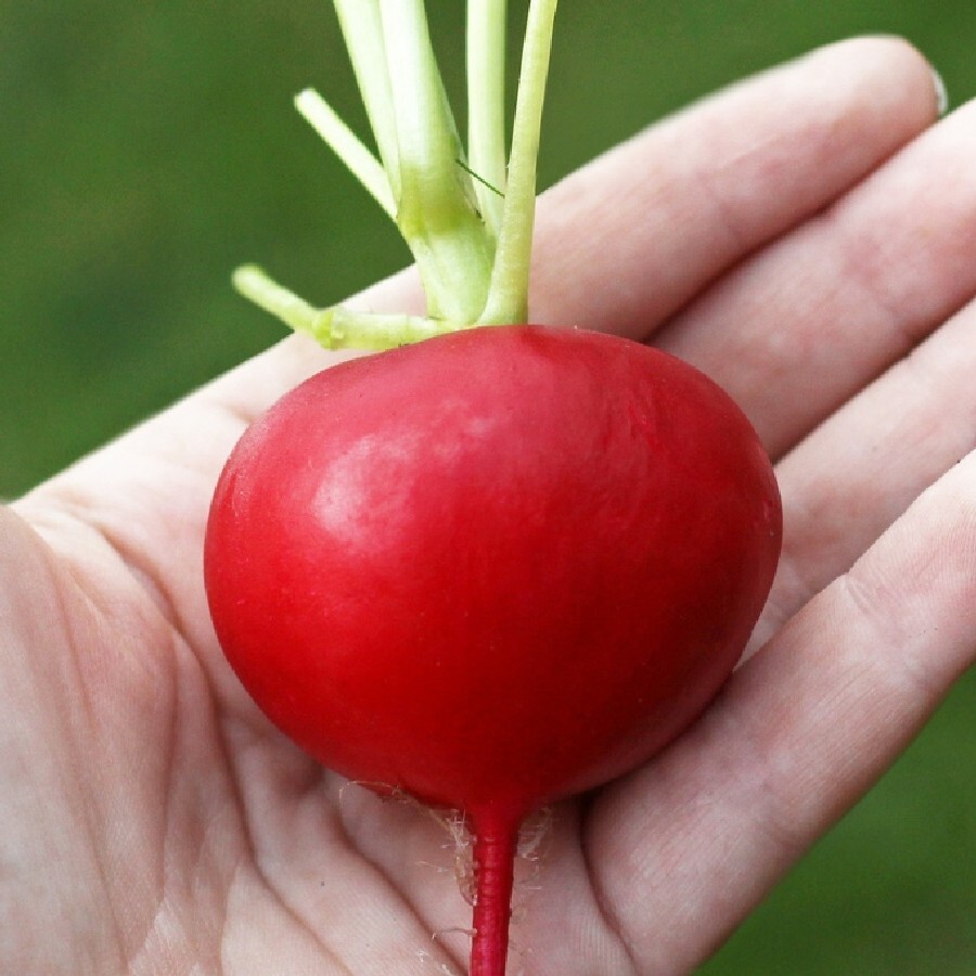100 GERMAN GIANT RADISH SEEDS NON-GMO FRESH GARDEN HARVEST