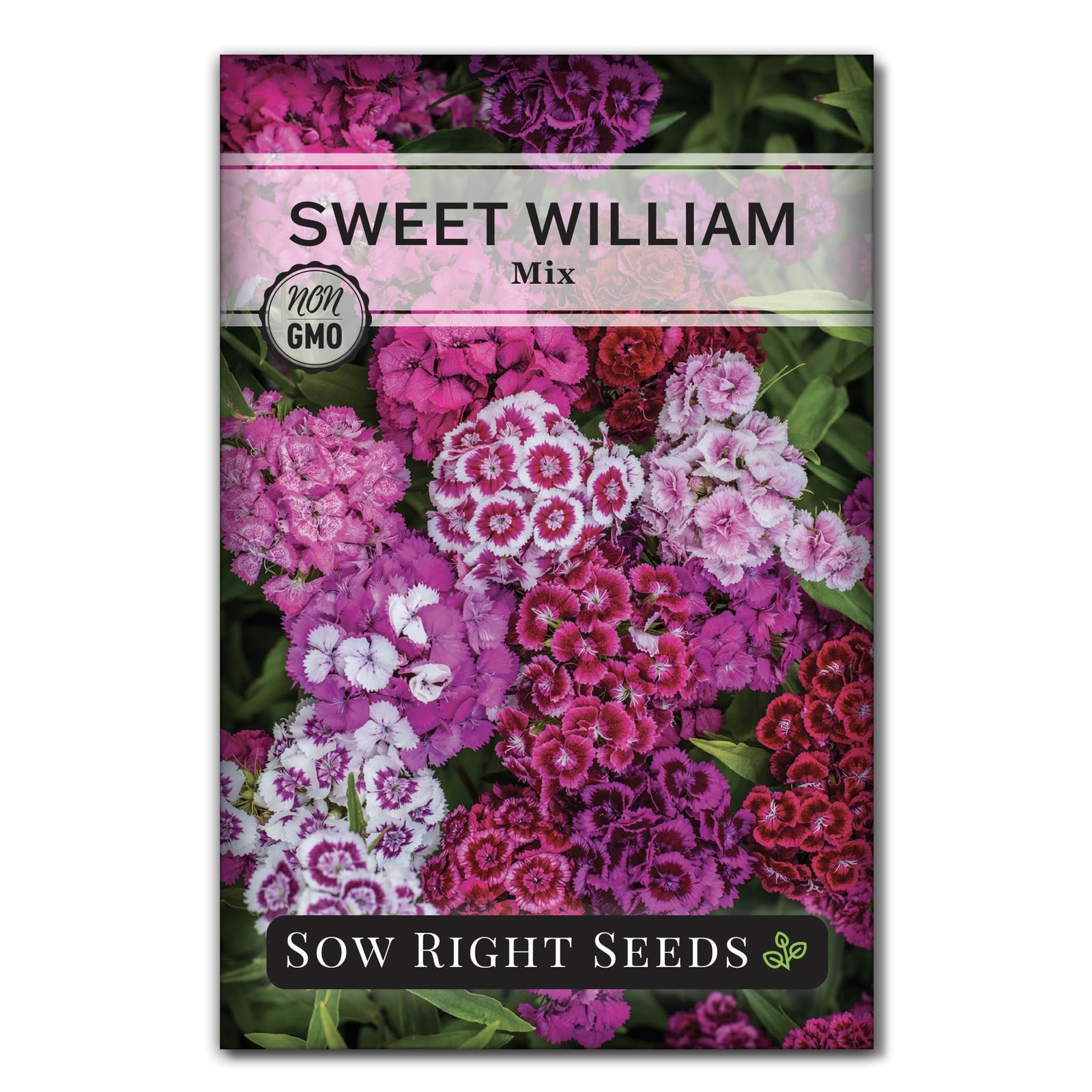 Sow Right Seeds – Sweet William Mix Flower Seeds for Planting – Beautiful and Ed