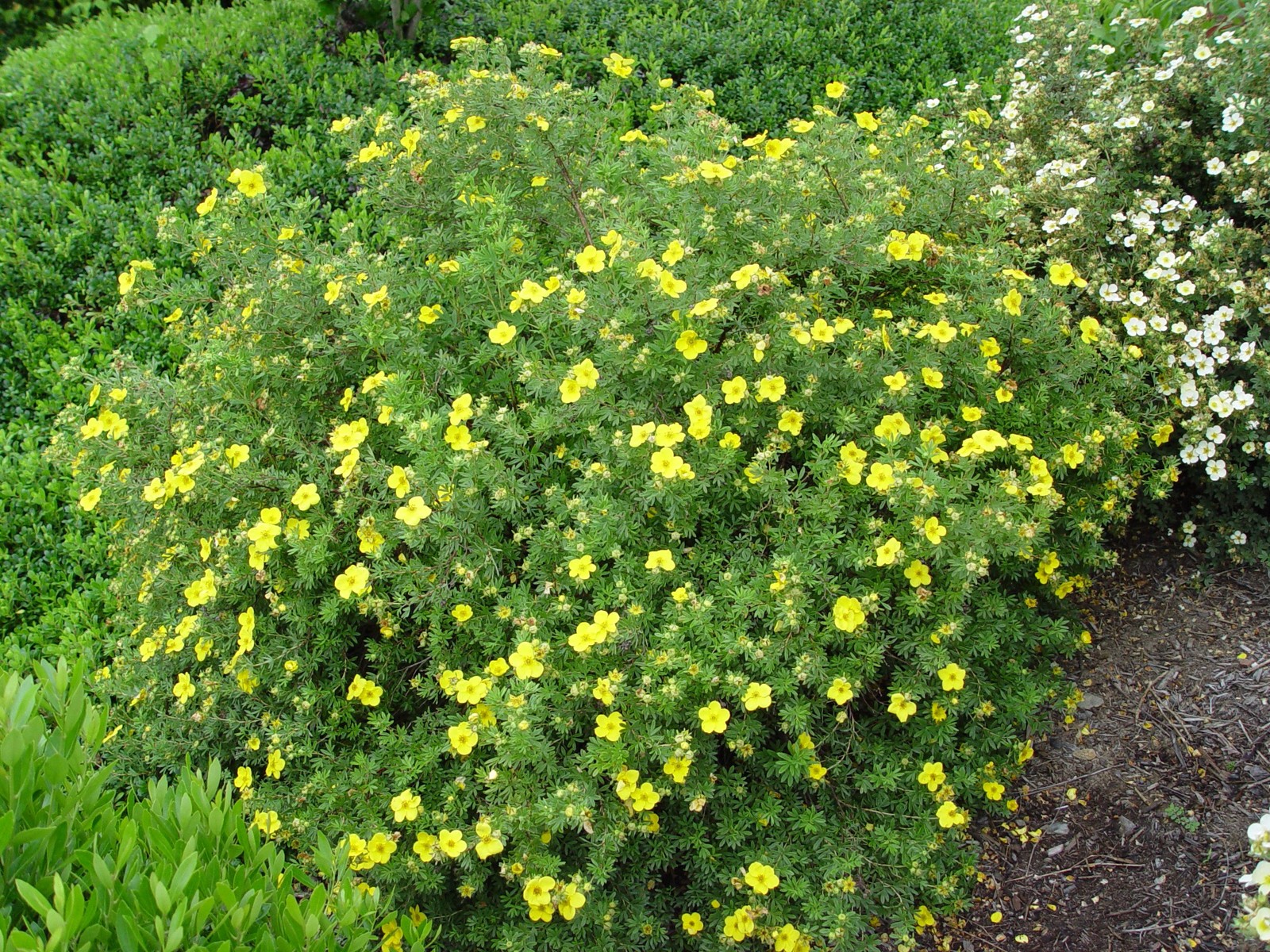 Green Promise Farms Potentilla Frut. Gold Finger Cinquefoil Shrub Bright Yellow