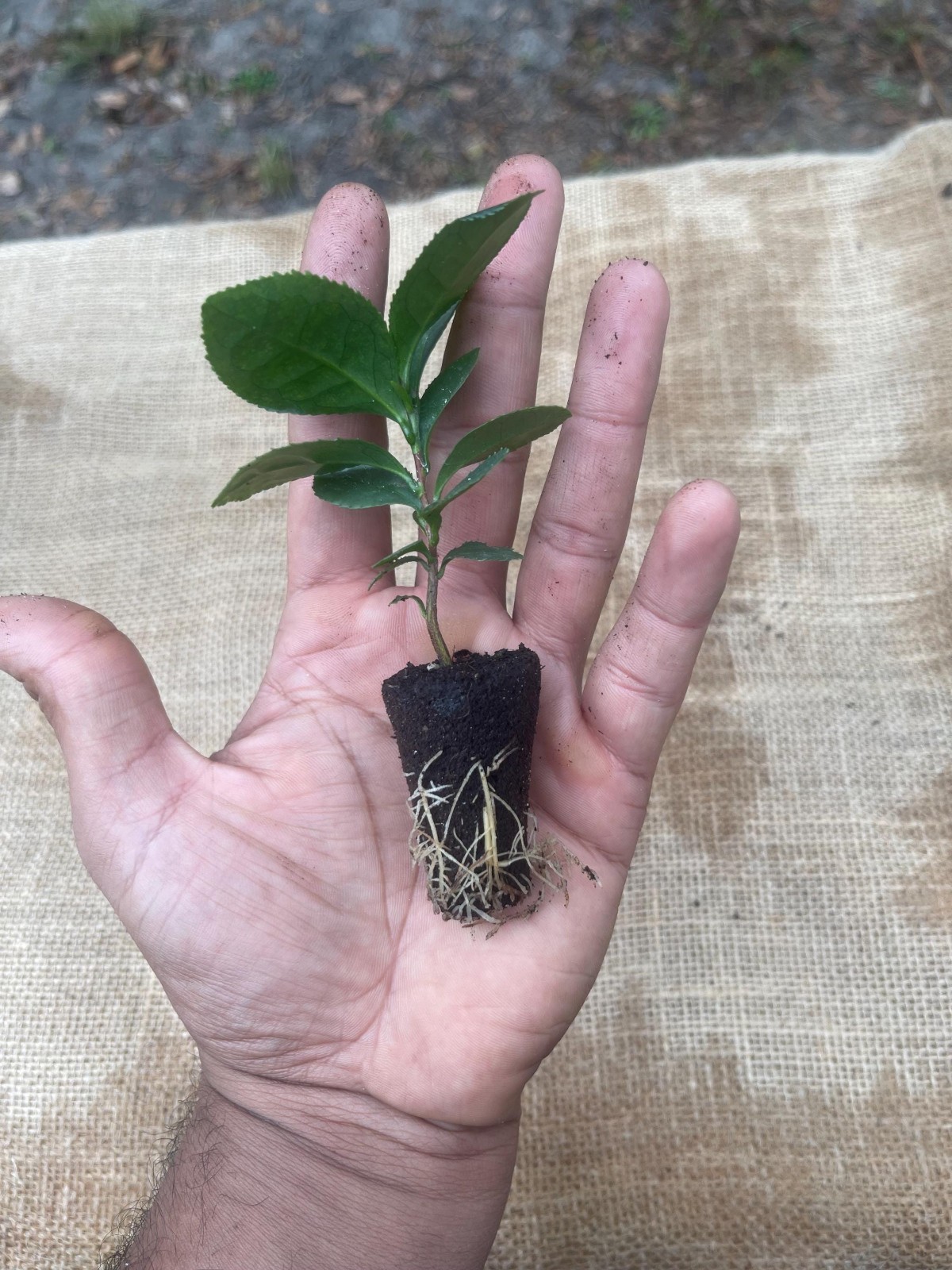 Camellia Sinensis Tea Plant Live Herbal Tea Garden Plant Gift Idea
