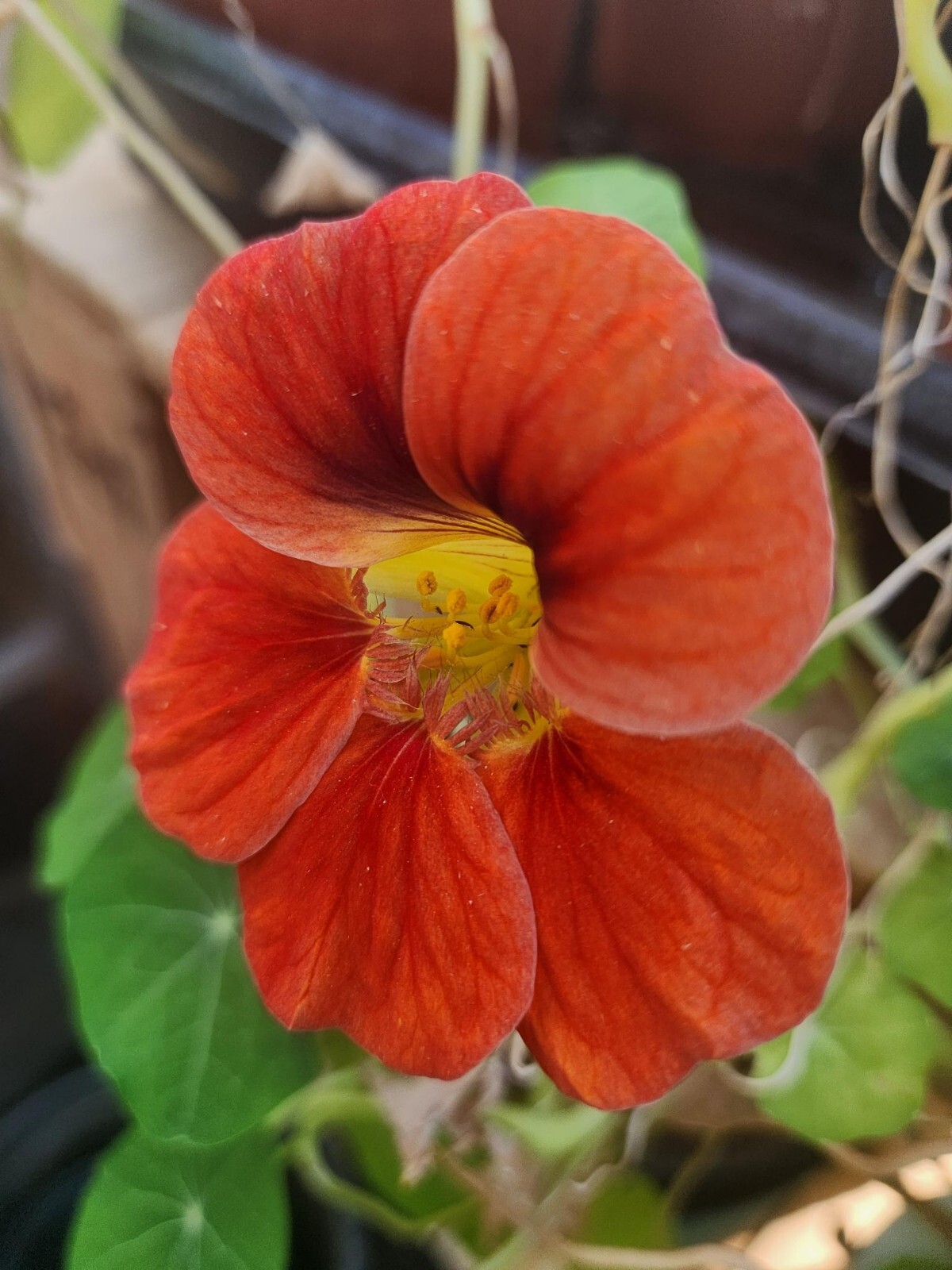 Nasturtium- (LIVE PLANT)- Well Rooted
