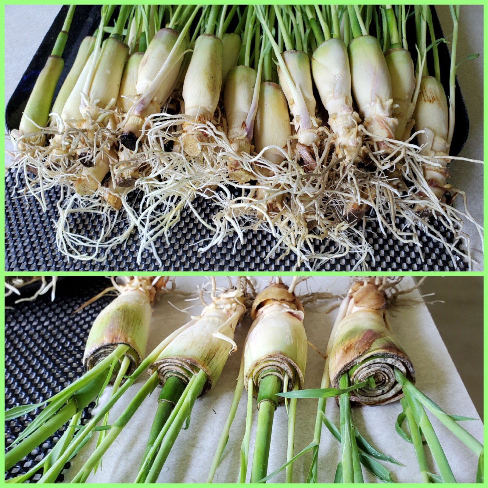 5 Rooted Lemongrass Plants FREE Papaya Seeds, Organic, Cymbopogon Citronella