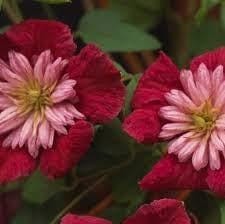 1 “Avant Garde” Clematis Starter Plant (Not Seeds) – US Seller