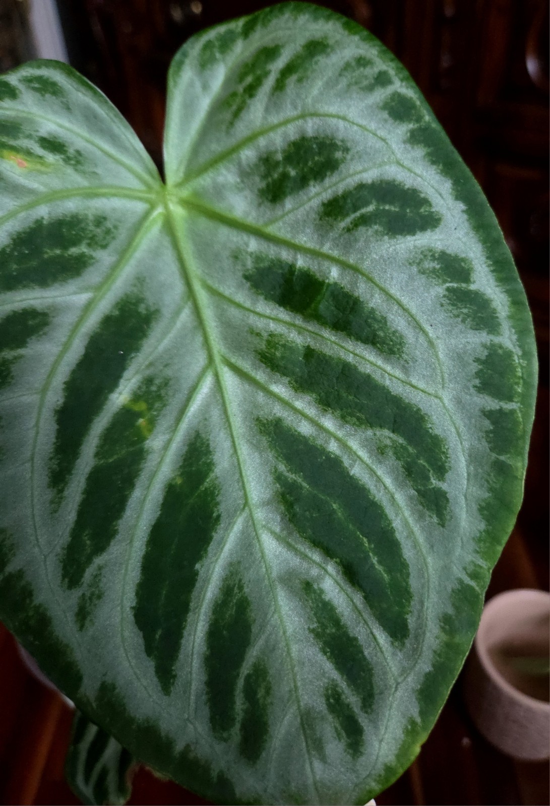 Rare XL Anthurium Dorayaki X Silver Blush 21″ Tall Not Philodendron Monstera