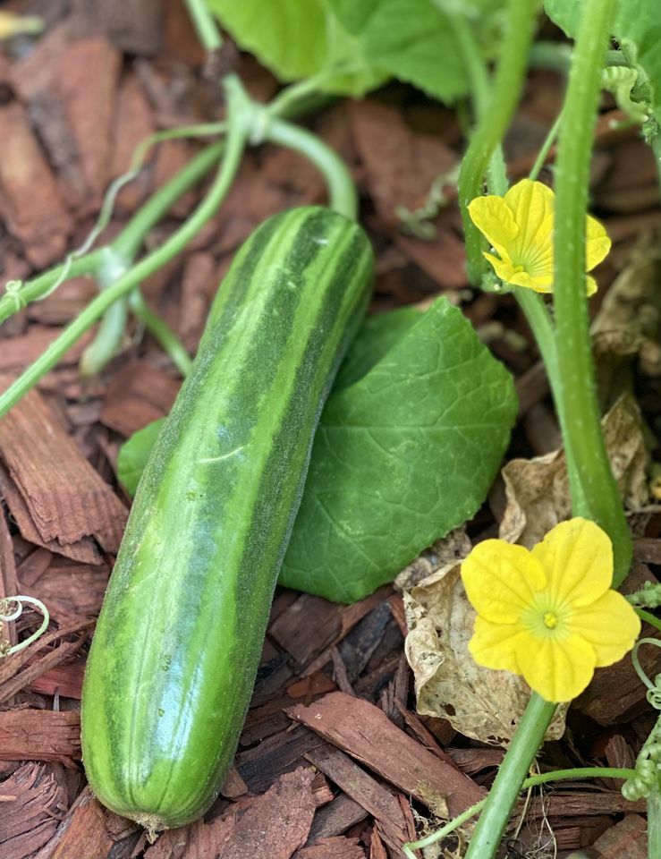 CAMBODIAN’S CUCUMBER SEEDS- Non GMO – Heirlooms – None Bitter Taste