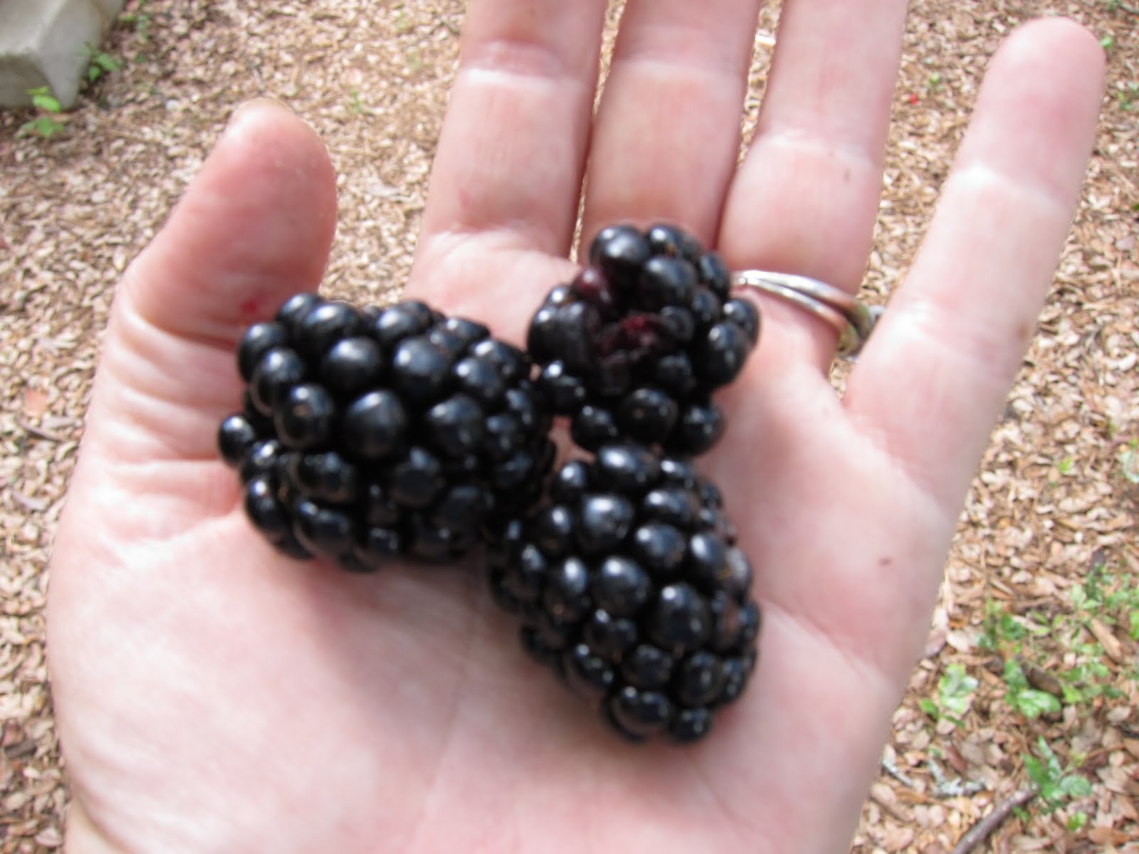 GIANT BLACKBERRY * 35 SEEDS*MEDICINAL*ANTIOXIDANT*FIBER*HEALTHFUL*TRIPLE CROWN