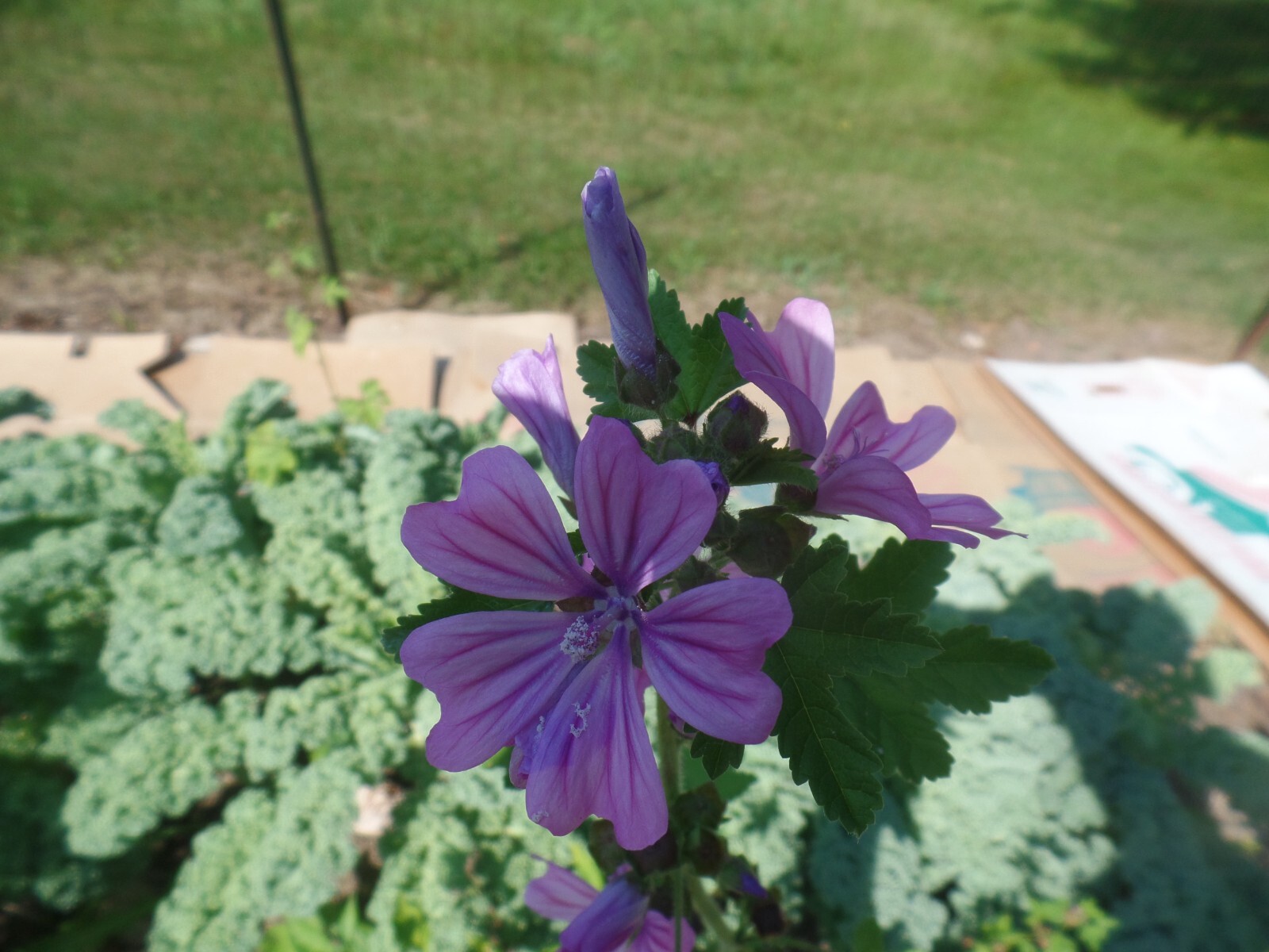 Althea Zebrina Seeds 25+