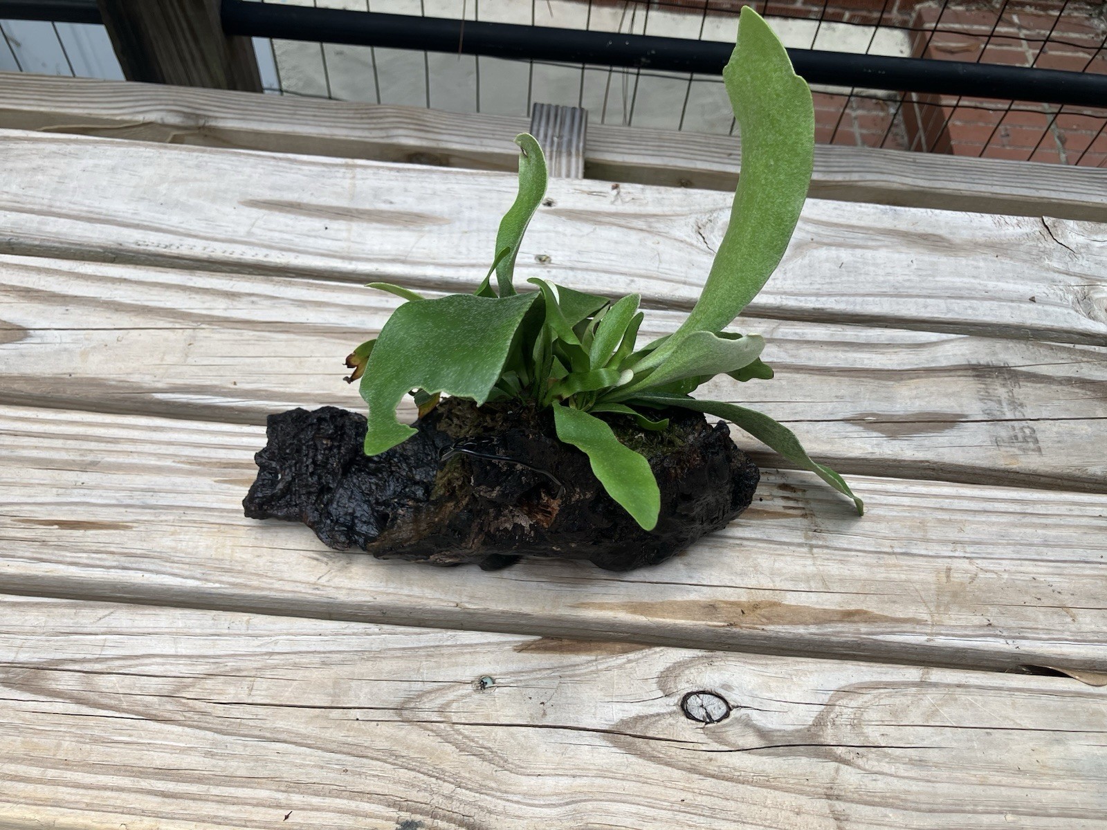 Staghorn Fern Mounted on Driftwood for Hanging or Tabletop