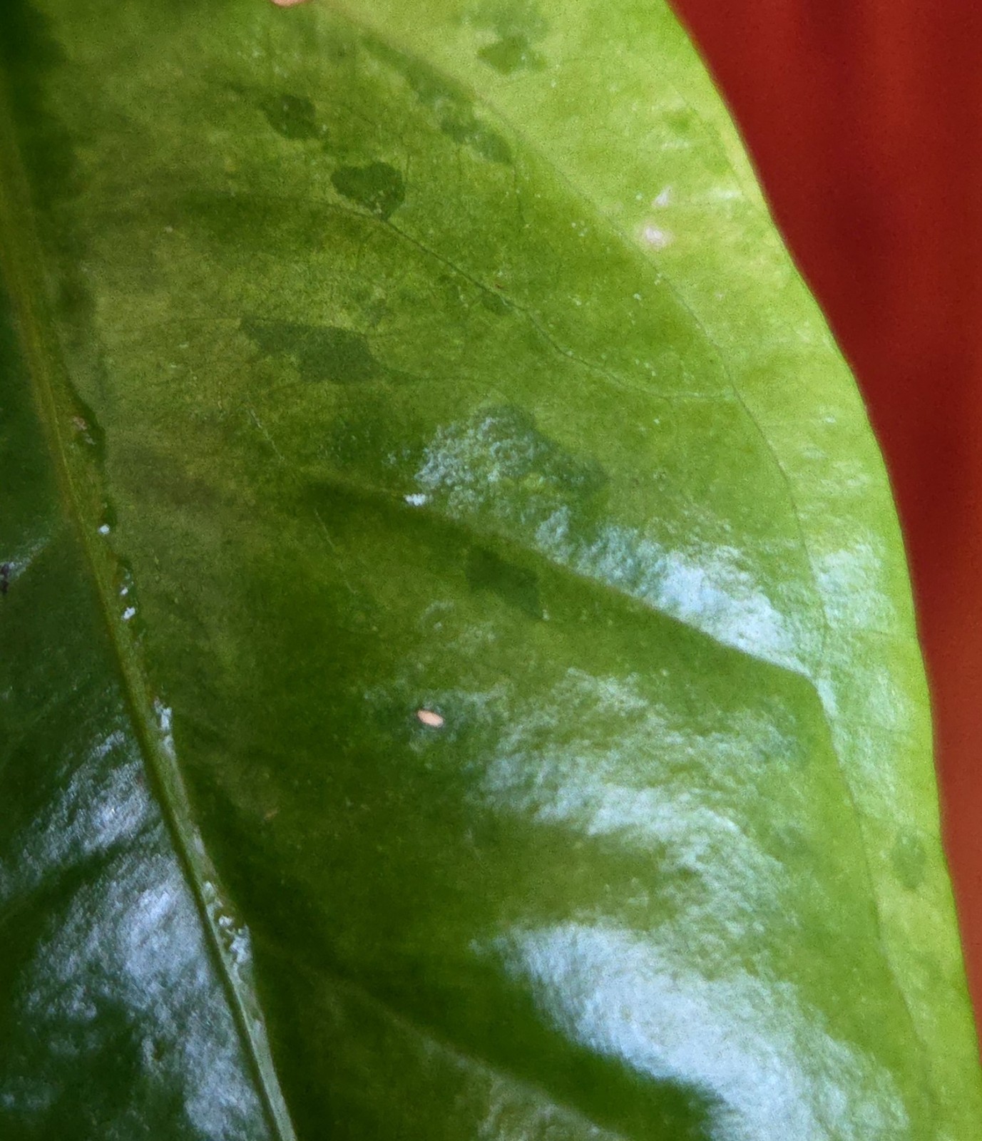 Rare Anthurium Hookeri Variegated 21″ Tall 6″ Pot Not Monstera Philodendron