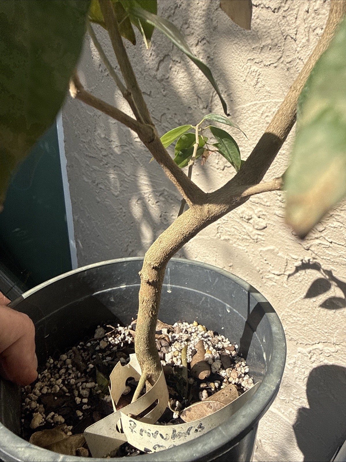 Plinia rivularis Large Seedling 5+ Yrs