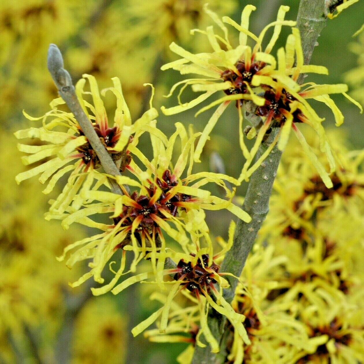 10 CHINESE IMPERALIS WITCH HAZEL SEEDS – Hamamelis mollis ‘Imperialis’