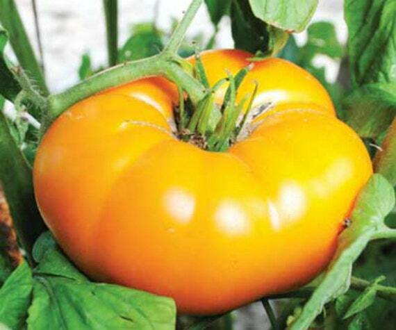 Yellow Brandywine Tomato Seeds 50 Ct Vegetable HEIRLOOM NON-GMO FREE SHIPPING