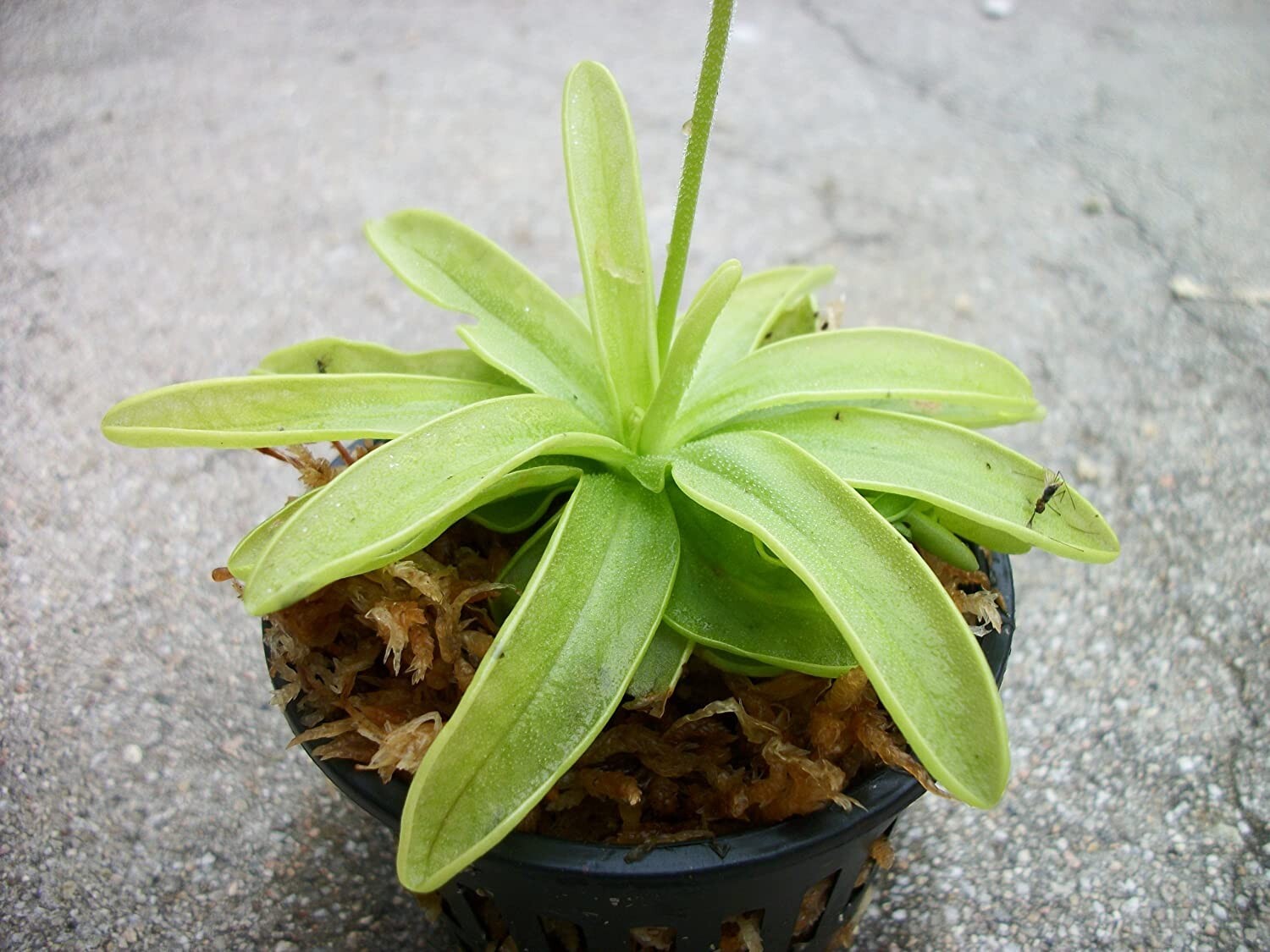 Carnivorous Primrose Butterwort (Pinguicula Primuliflora) Plant 3 inch Pot