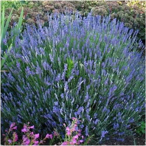 Hidcote Lavender Seeds For Planting (Lavandula angustifolia)