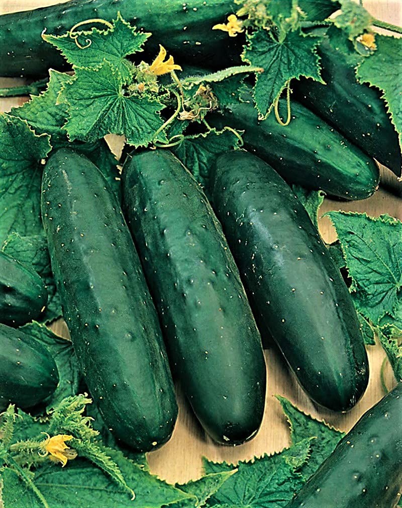 Marketmore 76 Cucumber Seeds – 100 Count Seed Pack – A Sweet mild Flavor and are