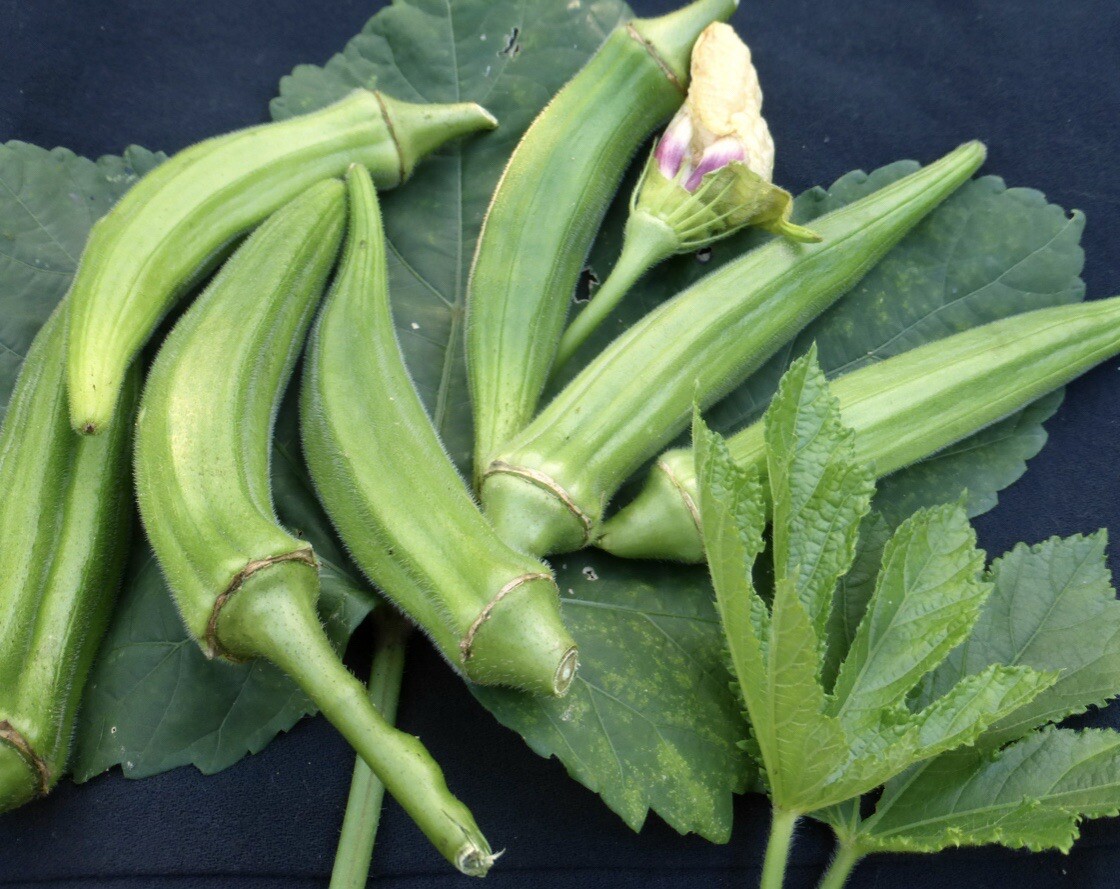 1000+ SEEDS Okra Clemson Spineless | NON-GMO