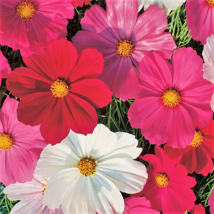 Sensation Mix Cosmos Seeds | Fuchsia Red Pink White Daisy Flowers Seed 2025