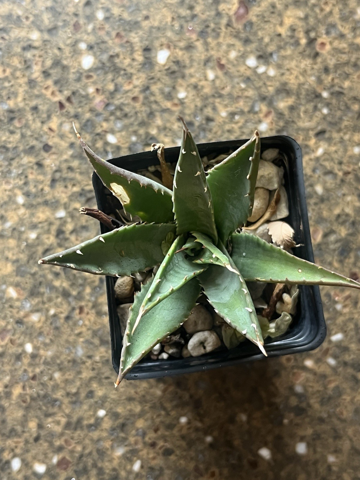 AG01: Utah Agave Cold Hardy Agave utahensis ssp. utahensis