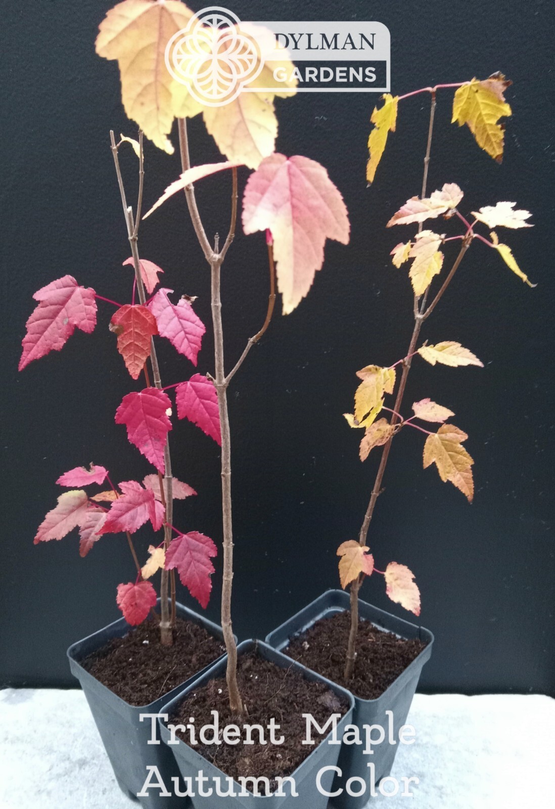 Trident Maple Tree (Acer buergerianum) – Bonsai – Live Plant – Multiple Sizes