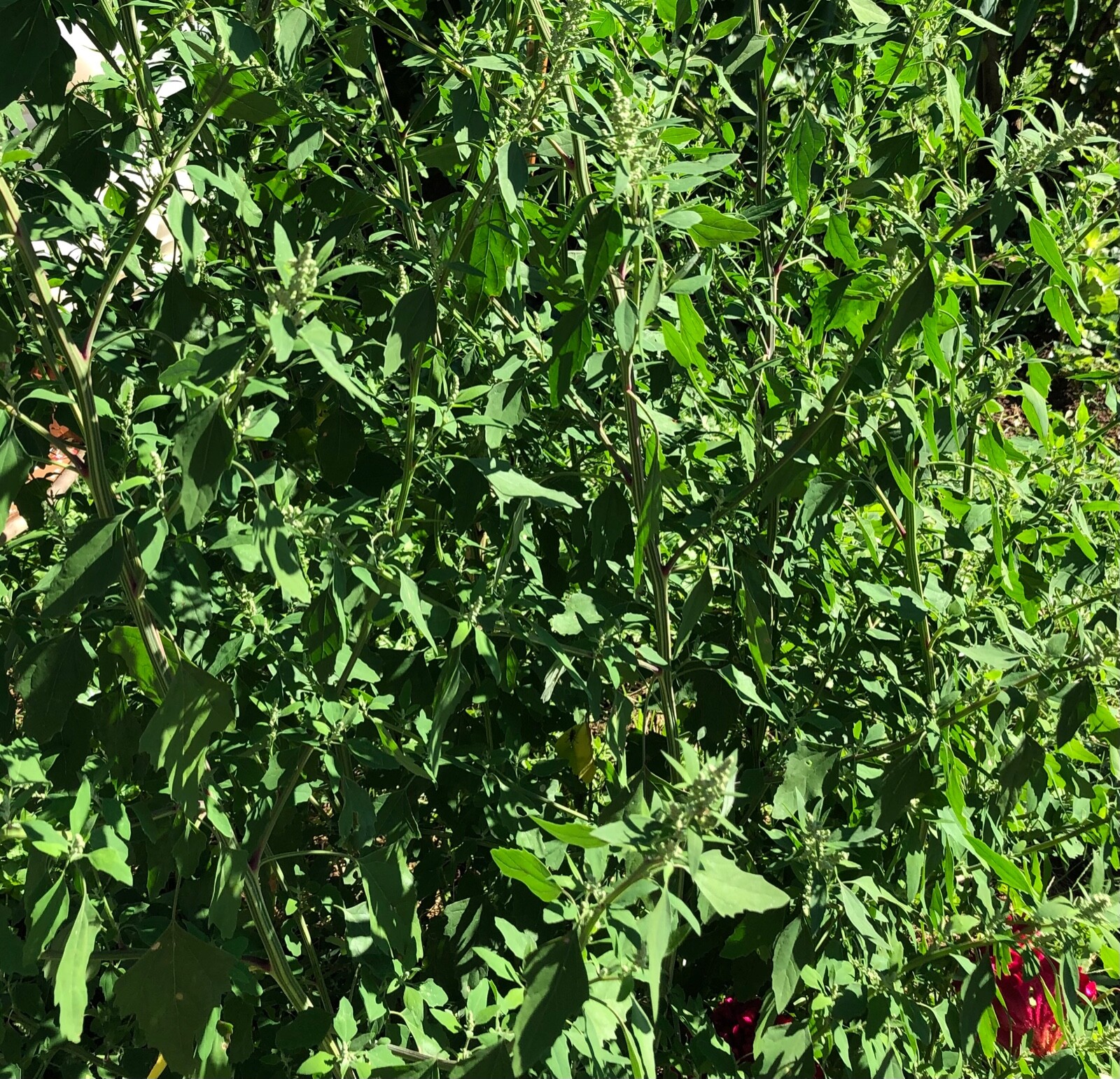WILD & FRESH!! Lamb’s Quarters Chenopodium Album~Wild Spinach~Goose Foot SEEDS