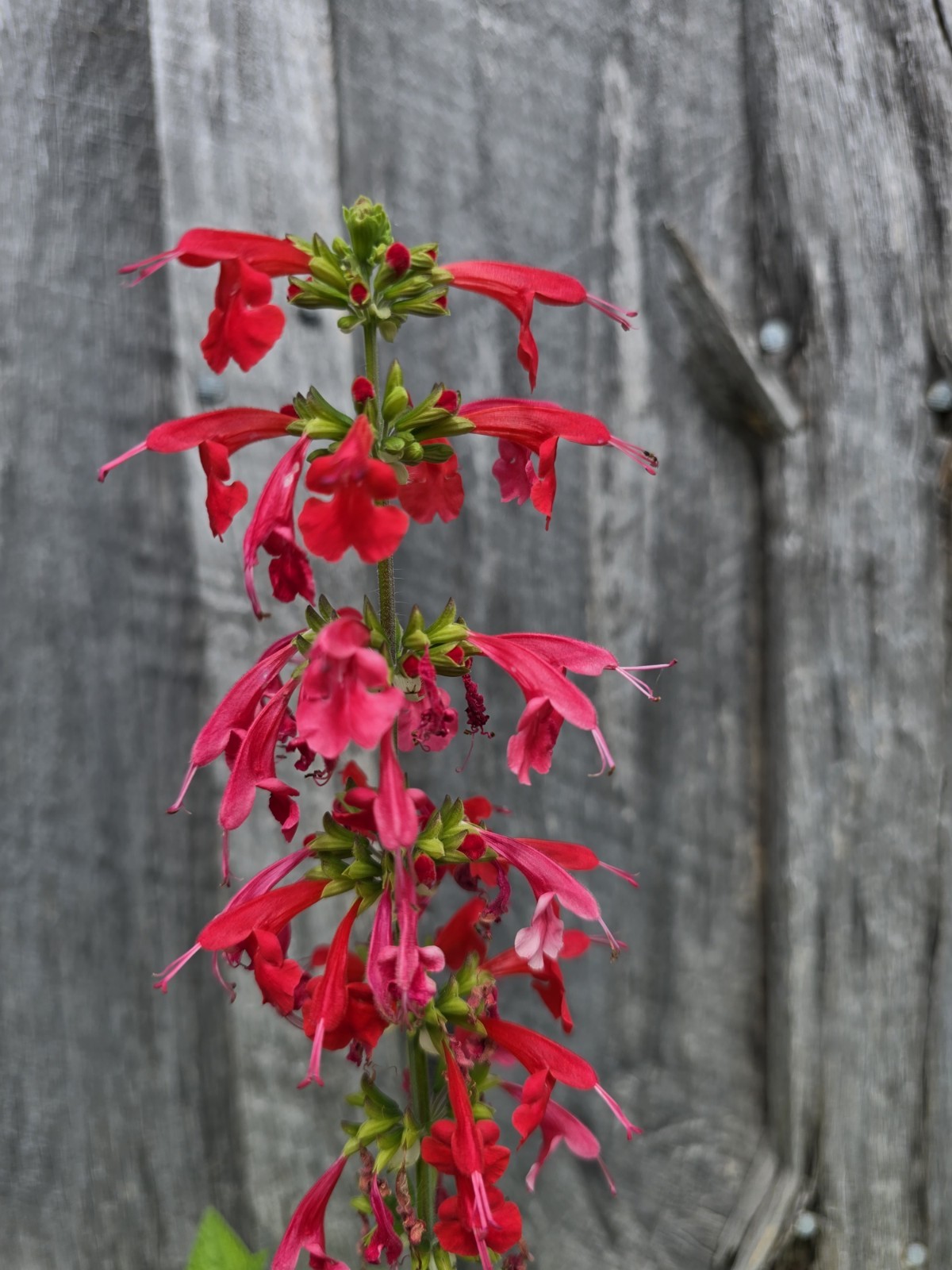 Pineapple Sage Seeds 10 Organic Seeds *FREE SHIPPING*