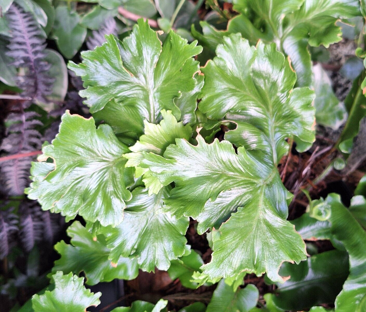 CRESTED TONGUE FERN 1000 SPORES (SEEDS) COLD HARDY mariesgreengarden