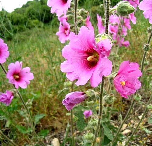 GIANT PINK HOLLYHOCK 50 SEEDS, HARDY PERENNIAL, EZ TO GROW, USA SELLER