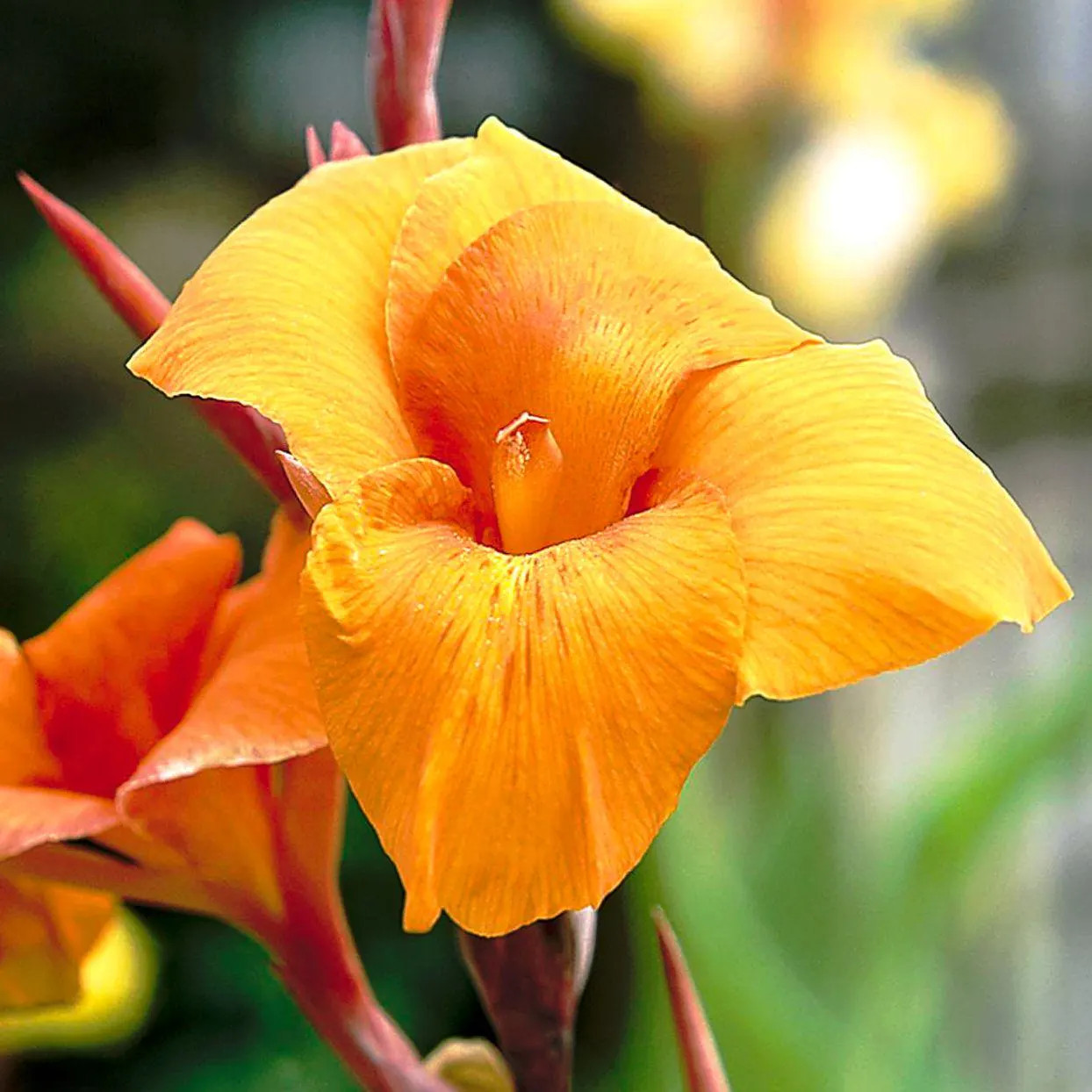 Canna Lily Wyoming Rhizomes – Orange Blooms, Burgundy Foliage – 2-Rhizomes