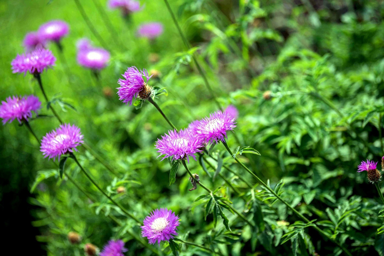 25 AMERICAN ROSE BASKET FLOWER SEEDS Centaurea americana Cold Hardy Garden Plant