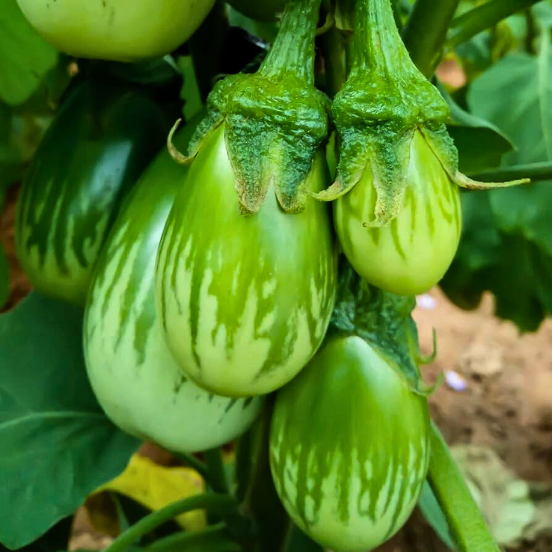 Fresh Thai Eggplant Seeds | Ngai Gwa | Heirloom Non-GMO | Asian Vegetable Seeds