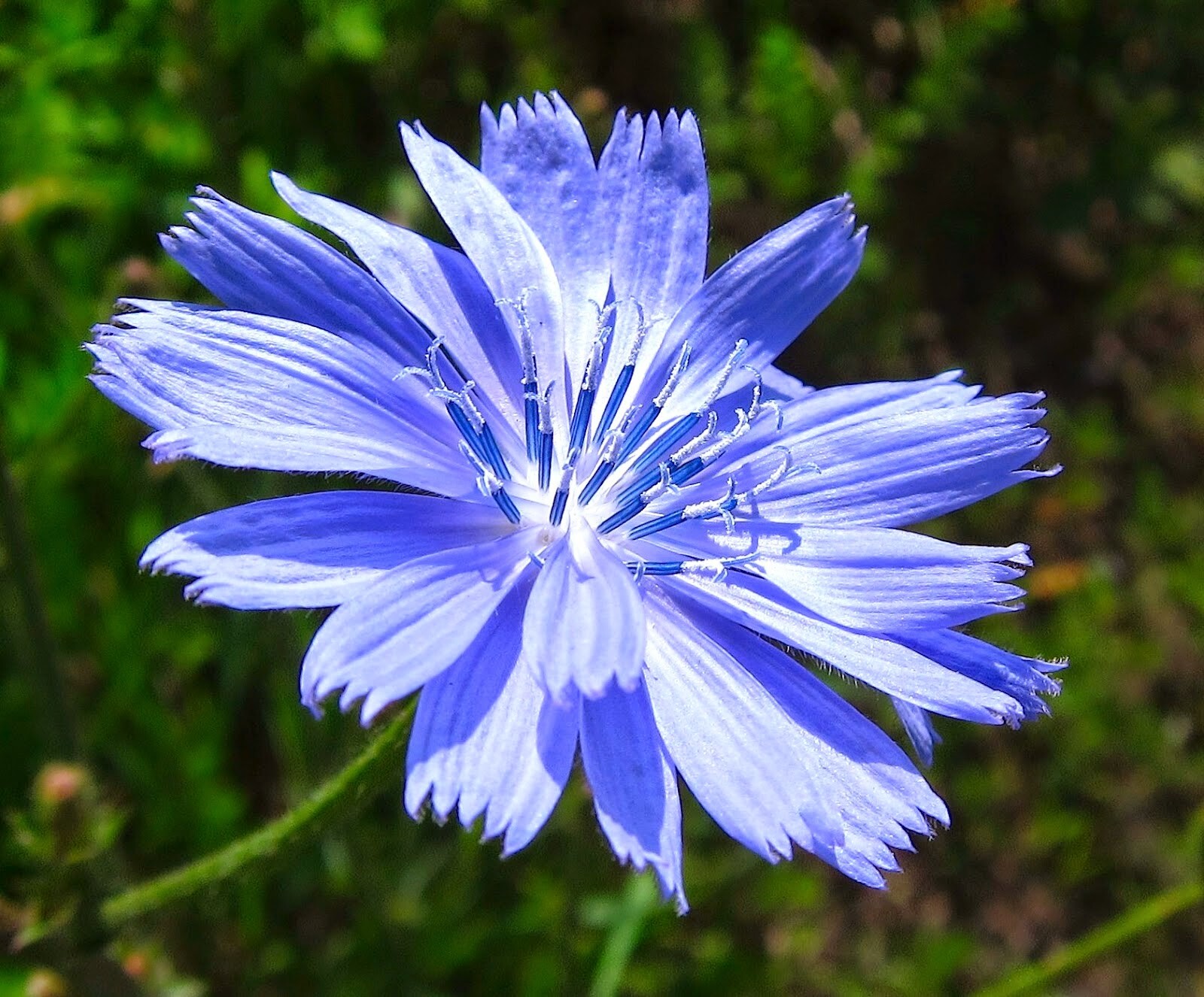 Chicory Cichorium Intybus Seeds 300+ Blue Dandelion NON-GMO USA FREE SHIPPING